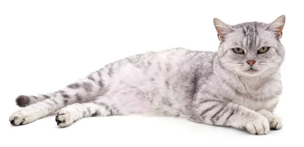 Gato Bonito Cinza Isolado Fundo Branco — Fotografia de Stock