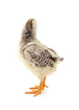 Beyaz bir arka planda izole edilmiş küçük bir tavuk..