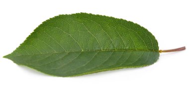 Beyaz arka planda izole edilmiş yeşil kiraz yaprağı.