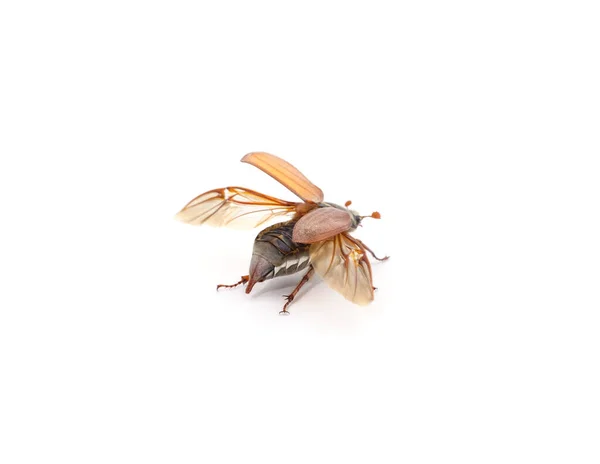 Brown Kumbang Dengan Sayap Terisolasi Pada Latar Belakang Putih — Stok Foto
