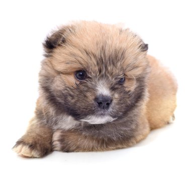 Beyaz arka planda tek başına yatan bir köpek..