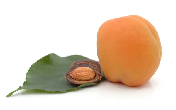 One Apricot Seed Leaf Isolated White Background — 图库照片