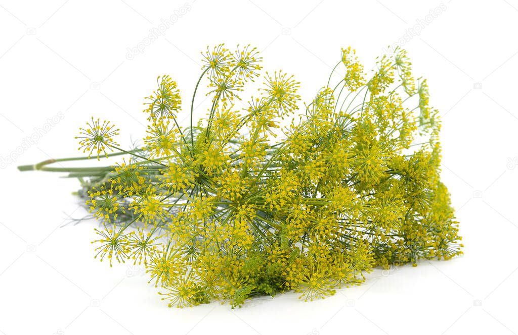 Bunch of dill inflorescence isolated on a white background.