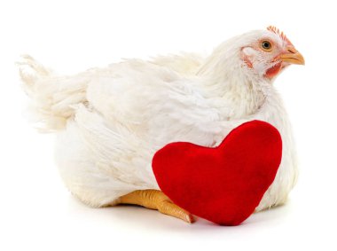 White chicken and heart isolated on a white background.