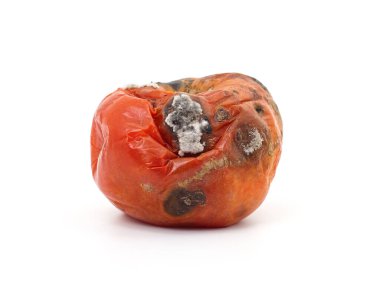 One rotten tomato isolated on a white background.