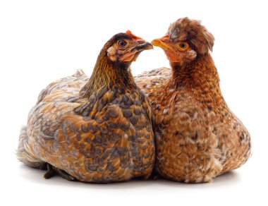 Beyaz arka plan üzerinde izole iki kahverengi tavuk.