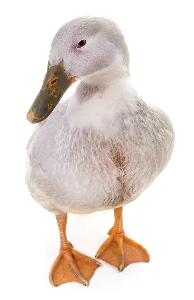Weiße Schöne Ente Isoliert Auf Weißem Hintergrund — Stockfoto