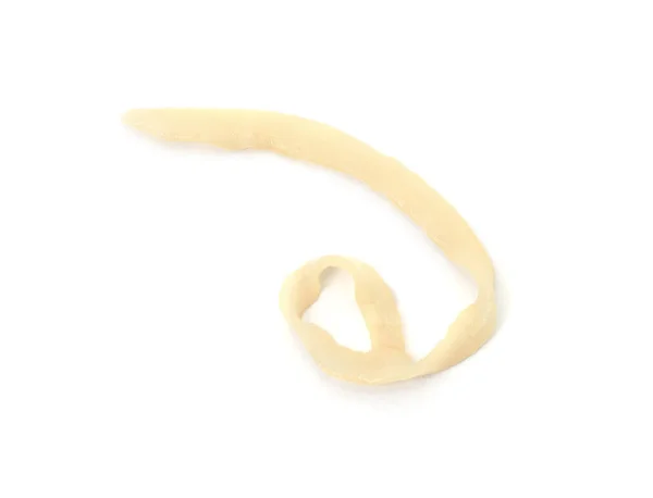 One Tapeworm Wide Isolated White Background — Stock Photo, Image