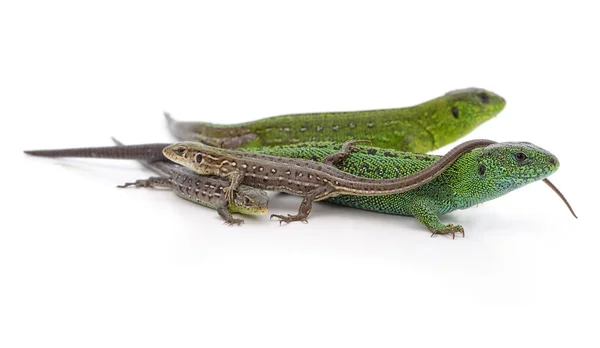 Lézards Verts Bruns Isolés Sur Fond Blanc — Photo