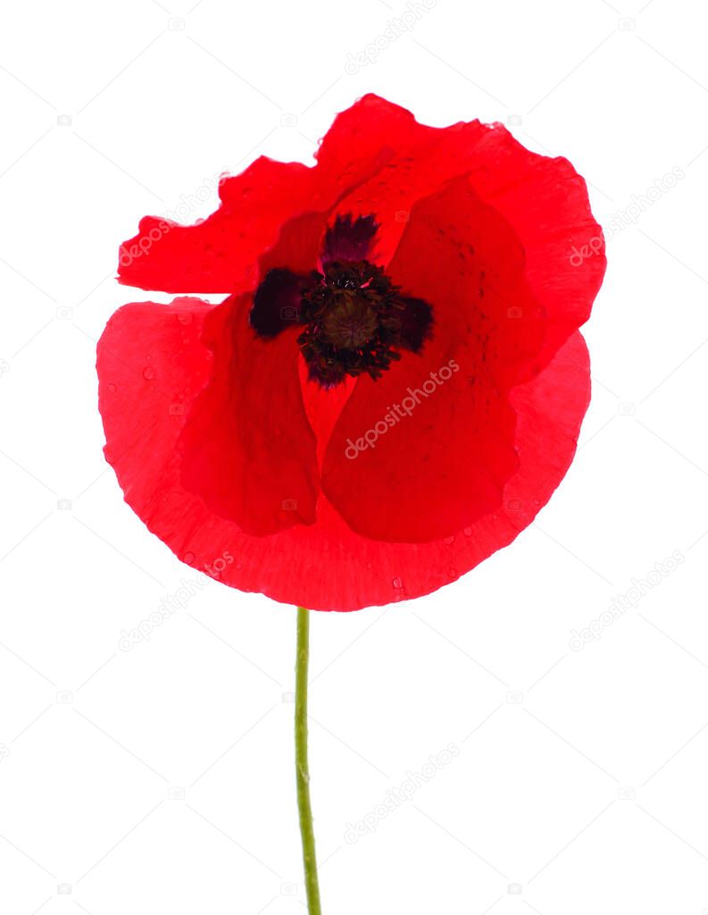 Red poppy flower isolated on a white background.
