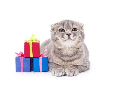 Kedi yavrusu ve hediyeler beyaz arka planda izole edilmiş..