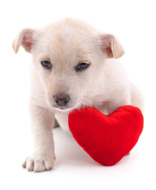 Yavru köpek ve kalp beyaz bir arkaplanda izole edilmiş..