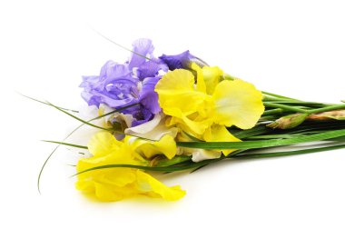 Beyaz arkaplanda yaprakları olan renkli süsen çiçekleri..