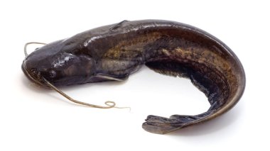 Beyaz arka planda izole edilmiş bir yayın balığı..