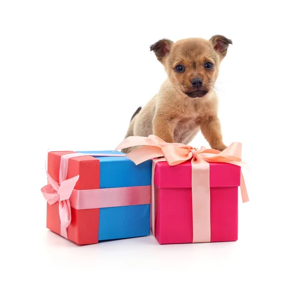 Piccolo Cucciolo Con Grandi Scatole Regalo Isolato Uno Sfondo Bianco — Foto Stock