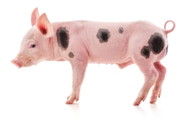 Pequeno Porco Rosa Isolado Fundo Branco — Fotografia de Stock