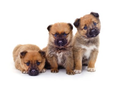 Beyaz arka planda izole edilmiş üç küçük yavru..