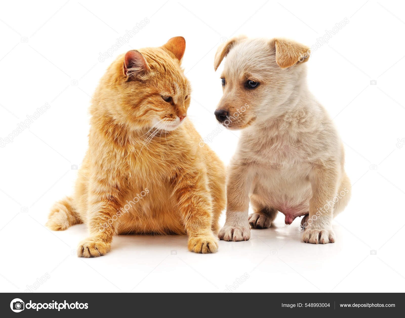 Stockfoto's van Puppy en rechtenvrije afbeeldingen van Puppy en kitten | Depositphotos