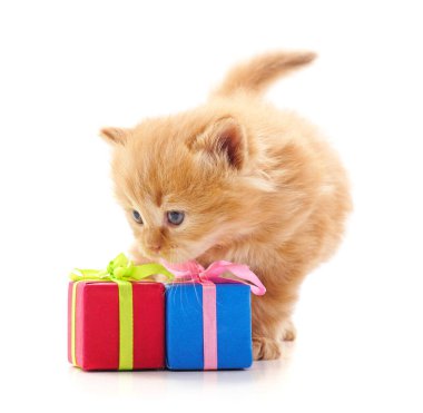 Beyaz arka planda izole edilmiş hediyeleri olan kedi yavrusu..