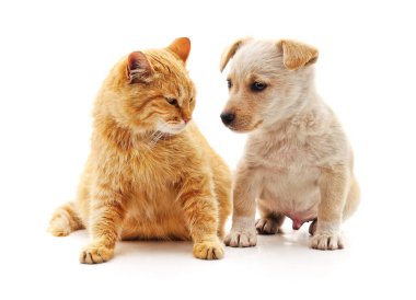 Kedi ve köpek beyaz bir arkaplanda izole edilmiş..