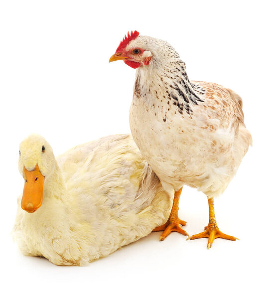 White chicken and duck isolated on a white background.