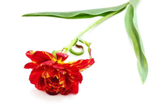 Satu Tulip Peony Terisolasi Pada Latar Belakang Putih — Stok Foto