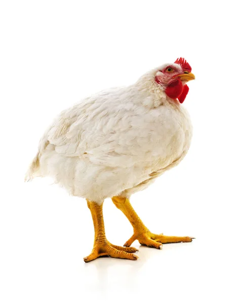 Nagy Fehér Csirke Elszigetelt Fehér Háttér — Stock Fotó