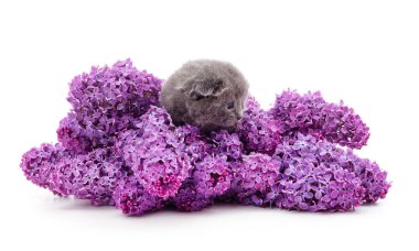 Beyaz bir arka planda izole edilmiş bir demet leylağın içindeki küçük kedi yavrusu..