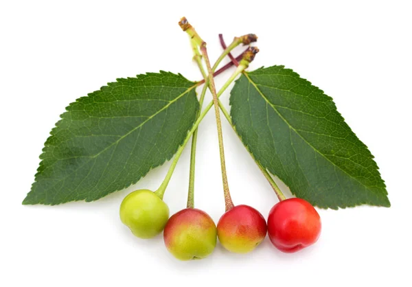 Zielone Czerwone Wiśnie Liśćmi Odizolowanymi Białym Tle — Zdjęcie stockowe