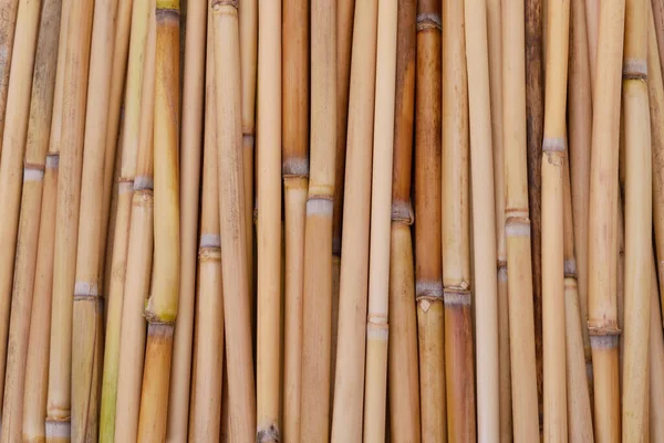 Reeds Uma Pilha Formando Fundo — Fotografia de Stock