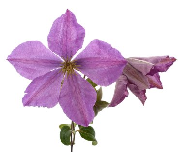 Mor klematis ve yapraklar beyaz arkaplanda izole edilmiş..
