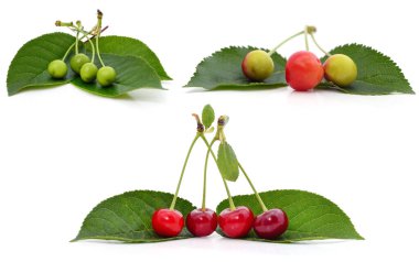 Beyaz arkaplanda yaprakları olan yeşil ve kırmızı kirazlar.