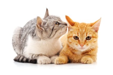 Beyaz arka planda iki küçük kedi yavrusu..