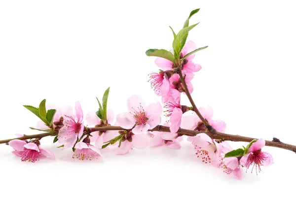 Spring Flowering Peach Branch Isolated White Background — Stock Photo, Image