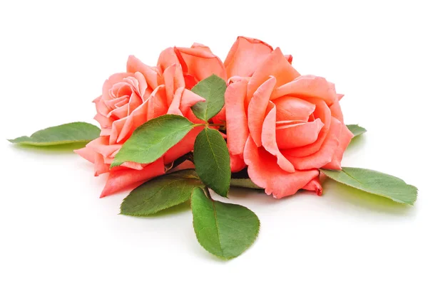 Bouquet Rose Arancioni Isolate Sfondo Bianco — Foto Stock