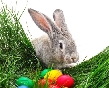 Beyaz arka planda izole edilmiş yeşil çimlerde tavşan ve paskalya yumurtaları.