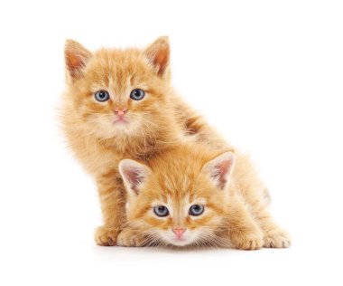 Beyaz bir arka planda iki güzel kedi..