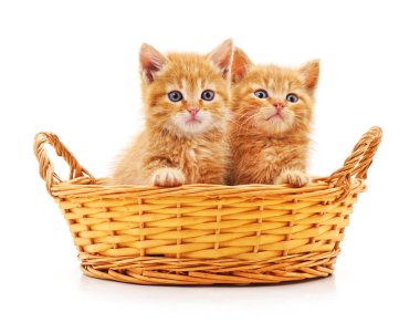 Beyaz arka planda izole edilmiş sepetteki kedi yavruları..