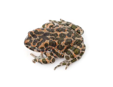 Beyaz arka planda izole edilmiş büyük bir benekli kurbağa..