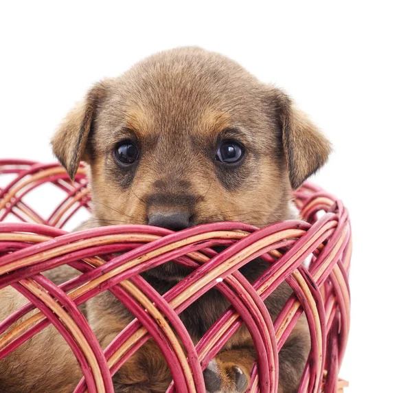 Cachorrito Cesta Aislado Sobre Fondo Blanco — Foto de Stock