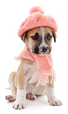 Beyaz arka planda izole edilmiş kepli ve eşarplı bir köpek..