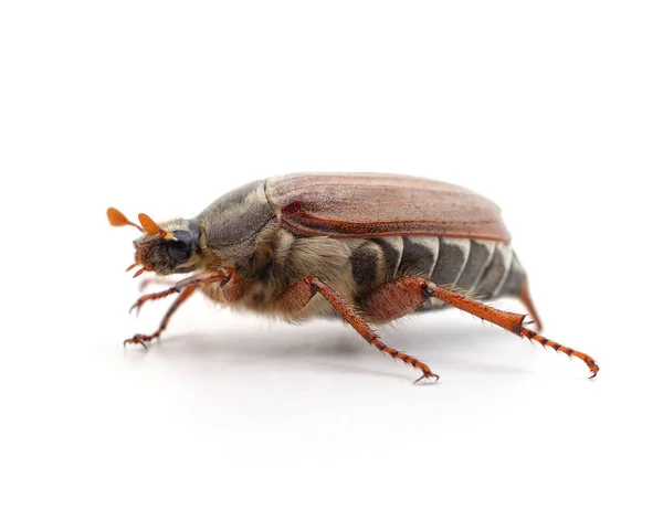 白地に分離した褐色の甲虫1羽 — ストック写真