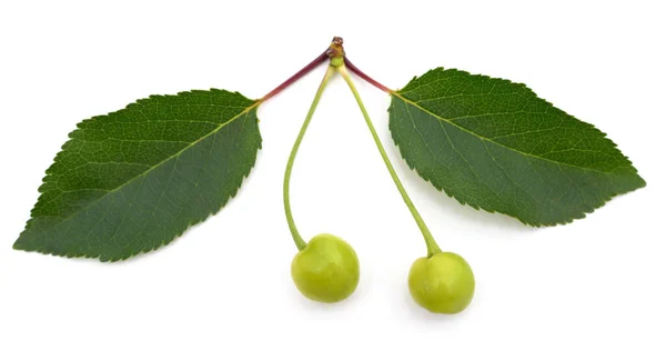 Beyaz Arkaplanda Yapraklı Yeşil Kirazlar — Stok fotoğraf