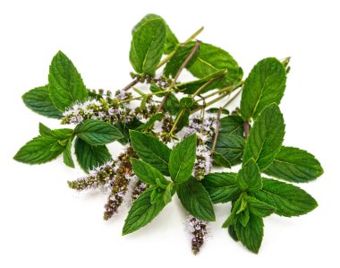 Beyaz arkaplanda izole edilmiş yeşil nane yaprakları.