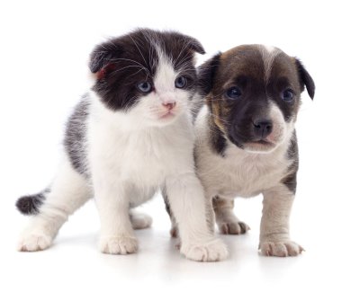 Yavru kedi ve köpek beyaz bir arkaplanda izole edilmiş..