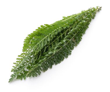 Beyaz arkaplanda yeşil kiriş yaprakları izole.