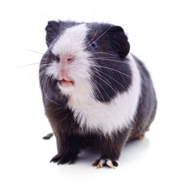 Beyaz arka planda izole edilmiş bir kobay..