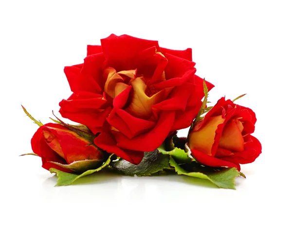 Tre Rose Rosse Isolate Fondo Bianco — Foto Stock