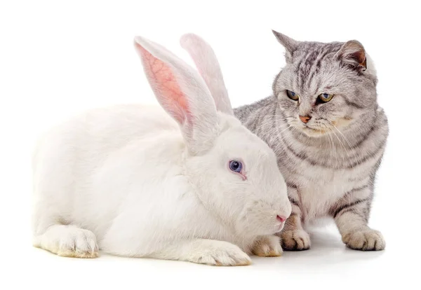 Chat Lapin Isolés Sur Fond Blanc — Photo