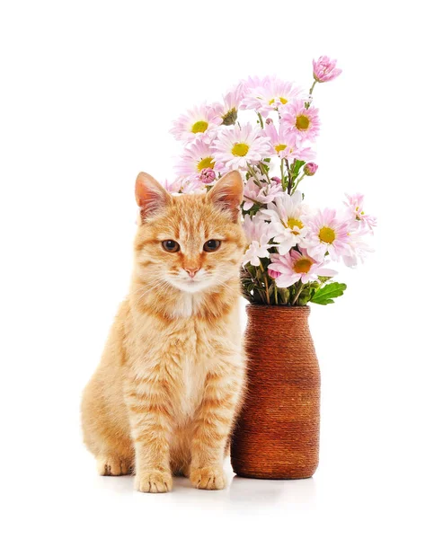 바탕에 떨어져 고양이와 꽃다발 — 스톡 사진